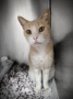 Домашняя кошка - Фото: 3
