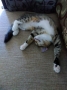 Домашняя кошка - Фото: 2
