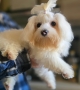 Мальтийская болонка - Фото: 1