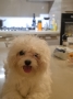 Мальтийская болонка - Фото: 2
